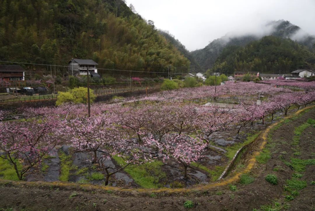 春风吹过百花开又是一年赏花季龙泉赏桃花攻略来啦