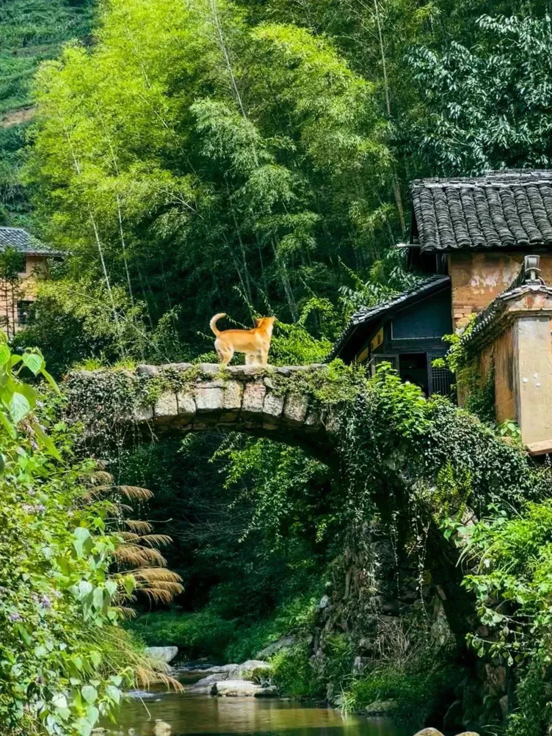 徒步松阳感受不只于路