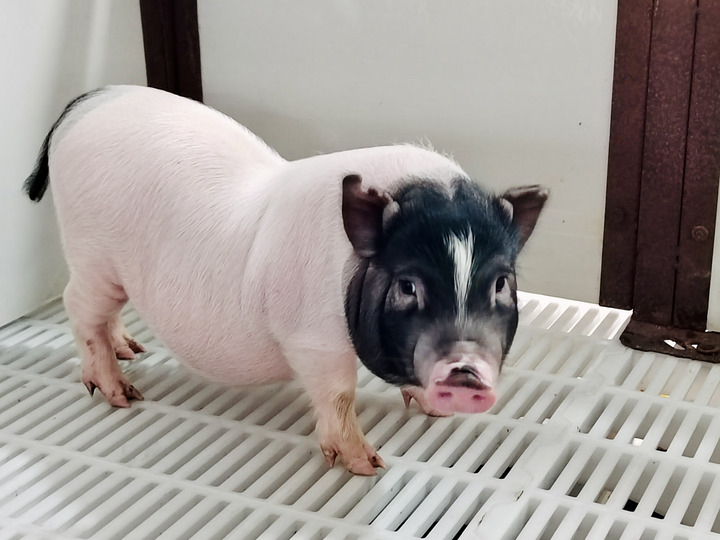 世界首例基因编辑猪肝脏移入人体异种移植的路还有多远