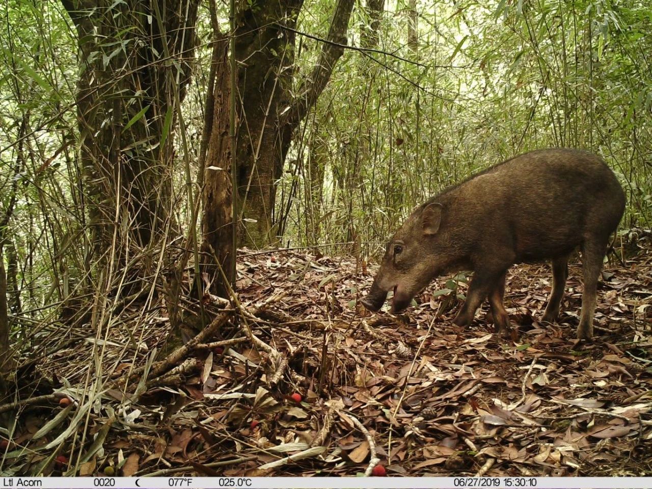 野猪问:丽水后续的生物多样性保护工作将如何做?