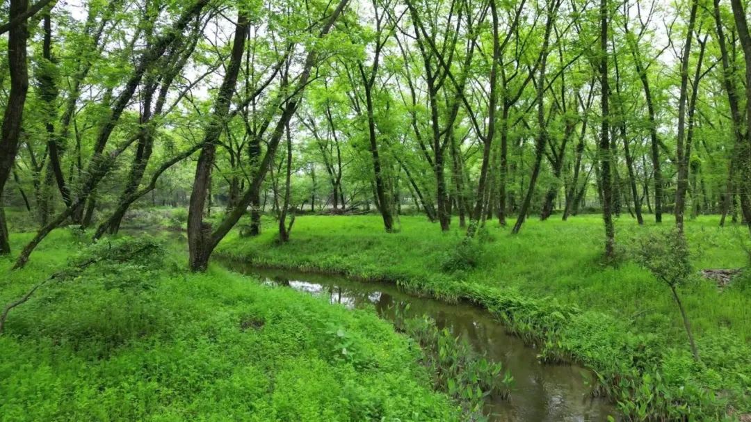 长垣九龙湿地公园图片图片