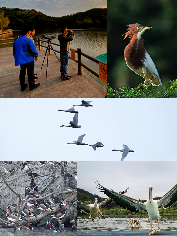 喜欢看鸟丽水这地别错过