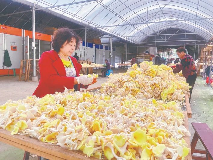 庆元竹口高颜值黄金菇喜获丰收