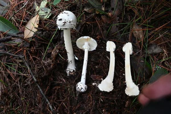 有剧毒,含有剧毒的鹅膏肽类毒素,是神经精神型和急性肝损伤型毒蘑菇