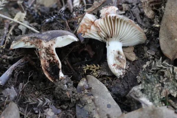 菌盖浅灰色至煤灰黑色.菌盖直径6~11.