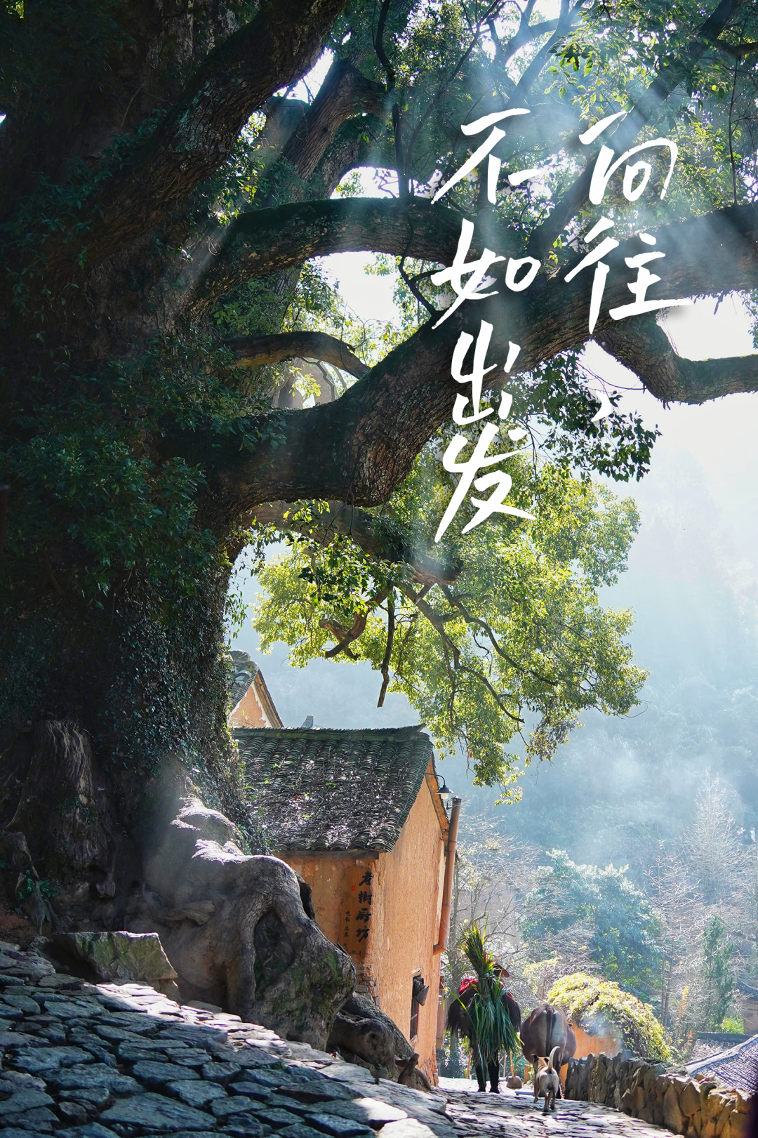 探秘松阳三都四都一日游玩指南打卡古村不再迷茫