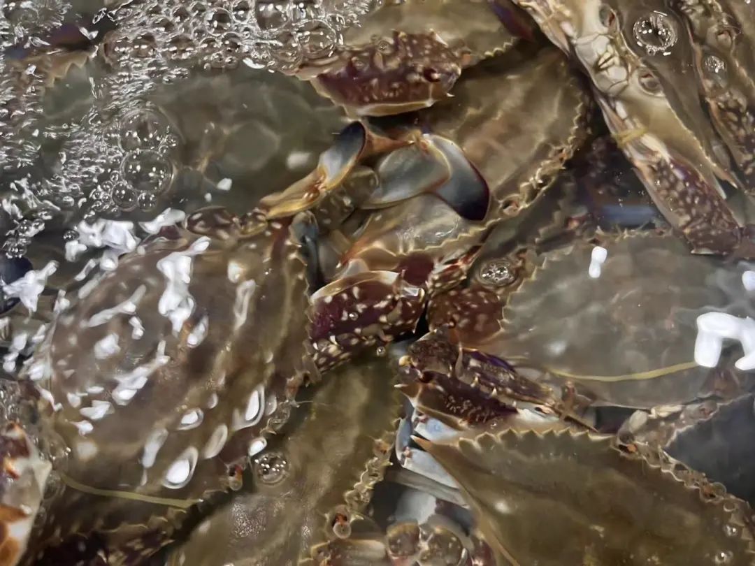 02只有夏天两个月最便宜,卖得最多""草虾整年价格都差不多摊主说但