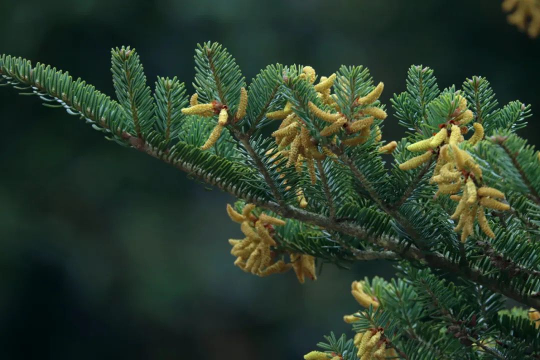 百山祖冷杉雄花绽放惊艳