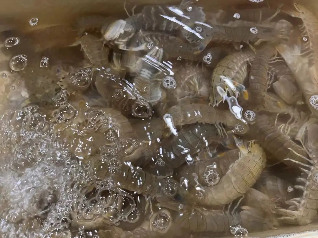 家里人都爱这一口"赶紧买几只吃吃螃蟹价格比前几天都便宜"刚刚问了下