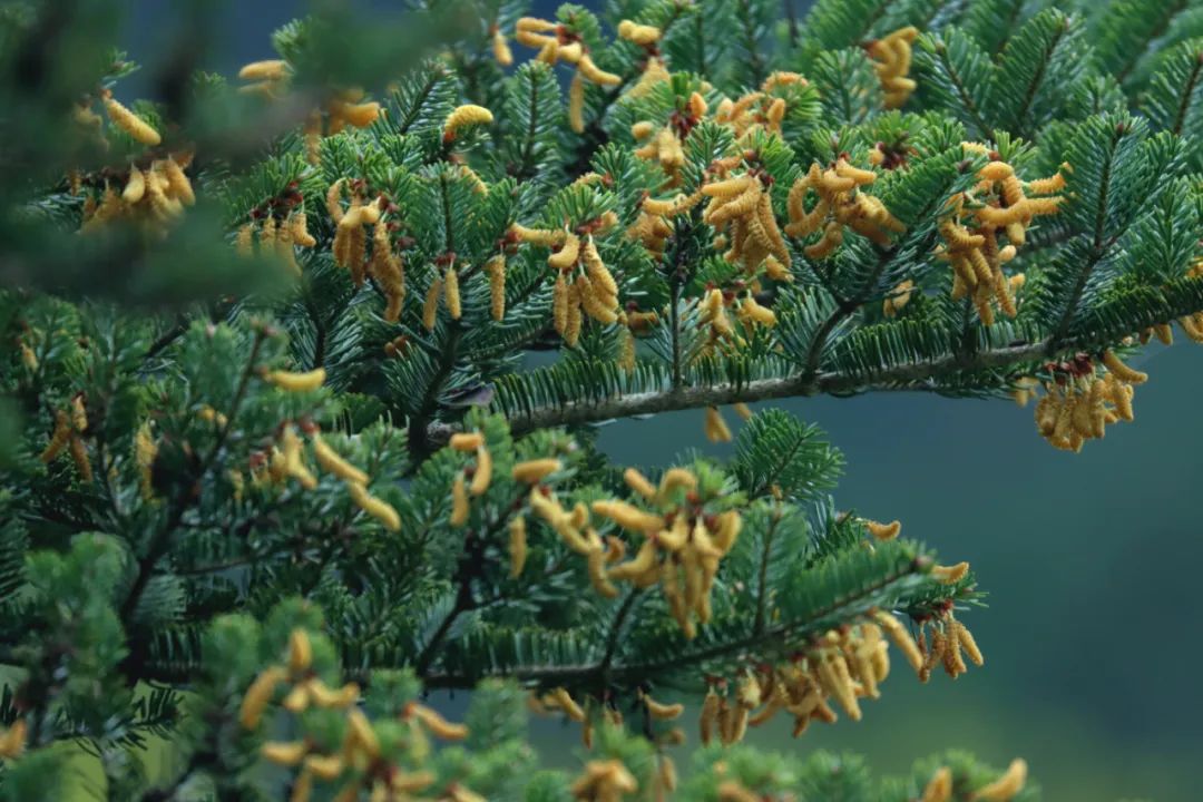 百山祖冷杉雄花绽放惊艳