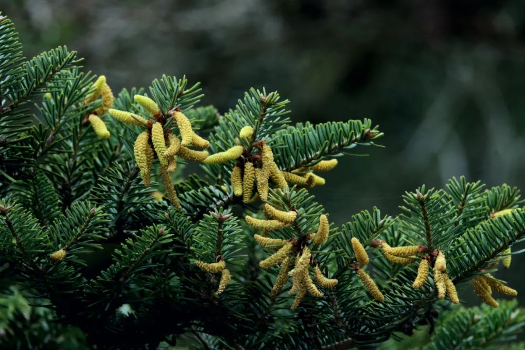 百山祖冷杉雄花绽放惊艳