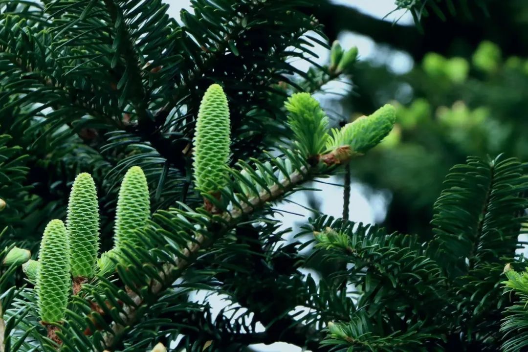 百山祖冷杉雄花绽放惊艳