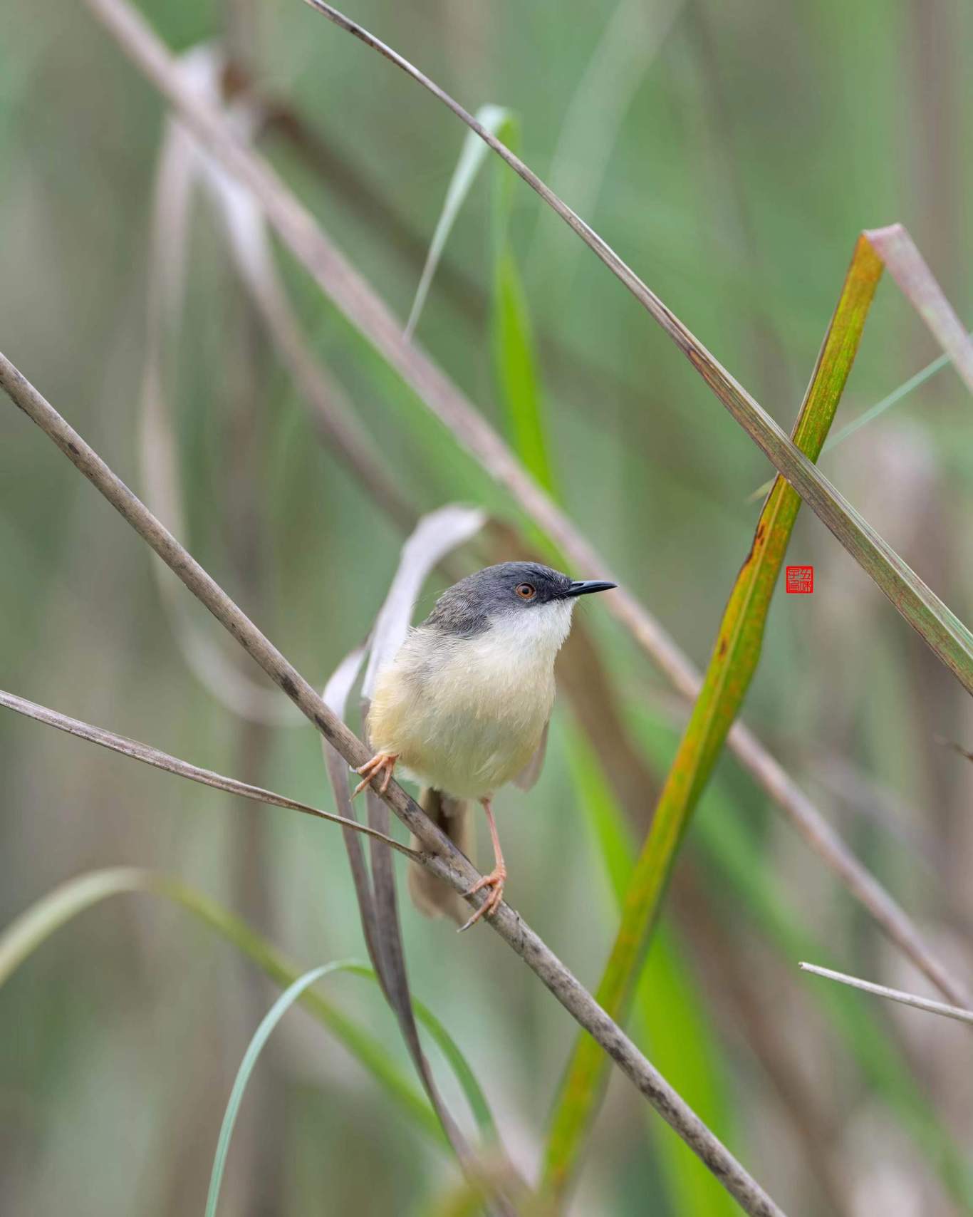 里,发现了尖尾滨鹬,成为首个为缙云县鸟类记录名单公开"加新"的队伍