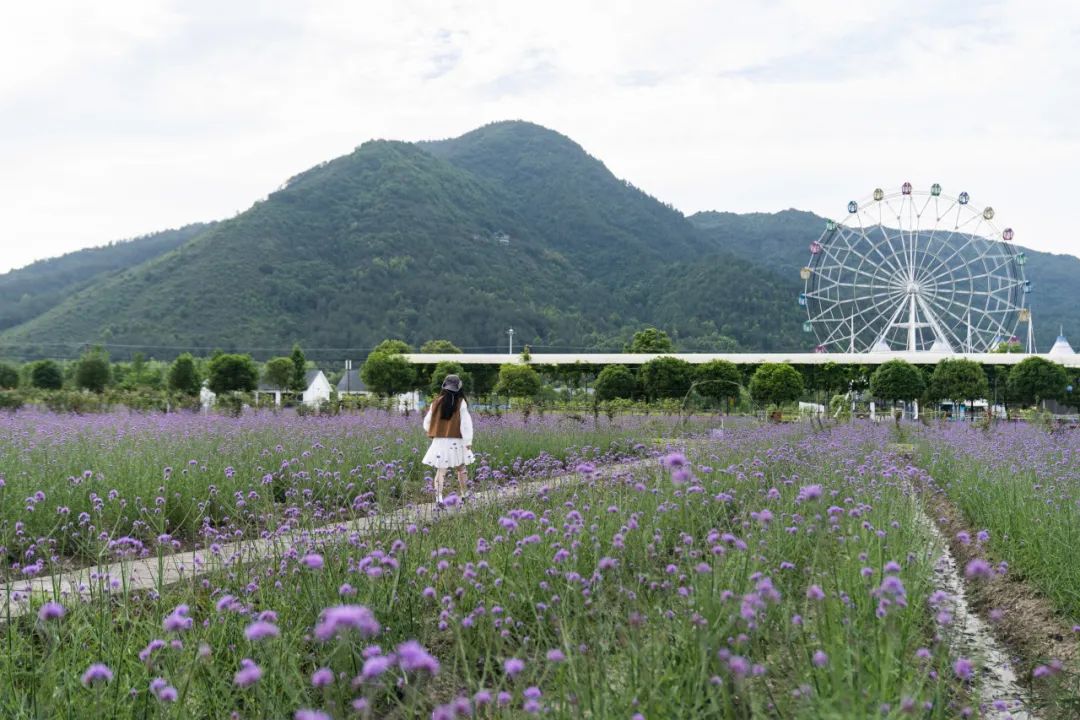 缙云县新建的笕川花海仿佛空气都是橘子汽水的味道吃着西瓜戴着草帽漫