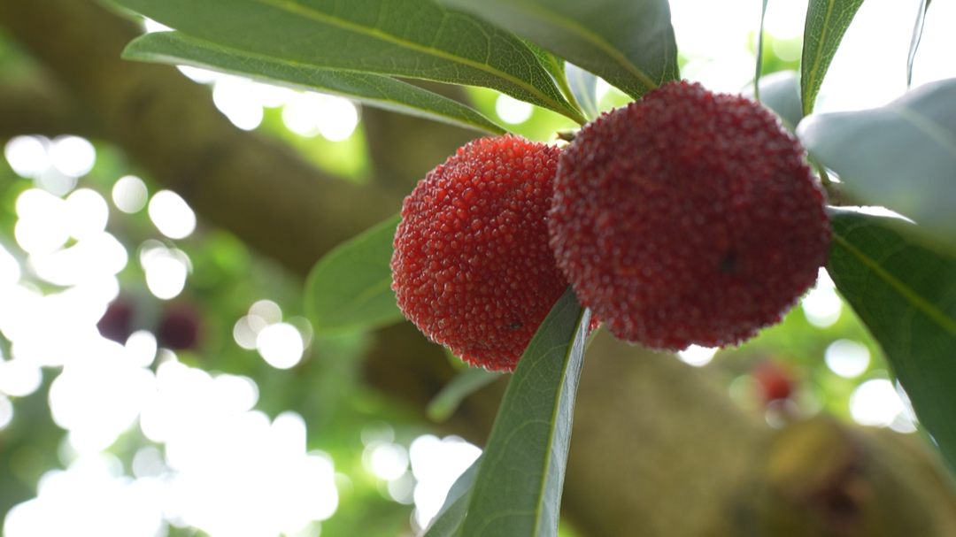 今天开摘!丽水人爱吃的水果熟了,150元一斤