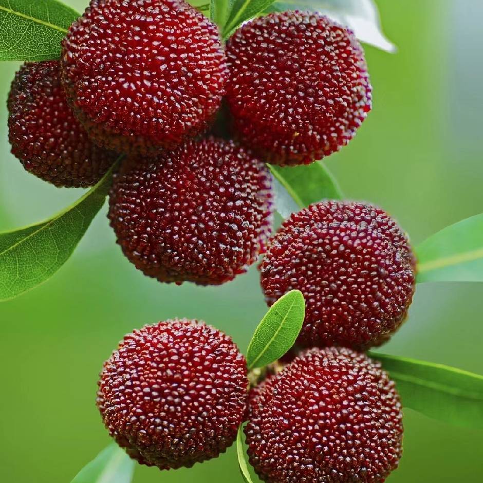 丽水人爱吃的水果熟了,150元一斤