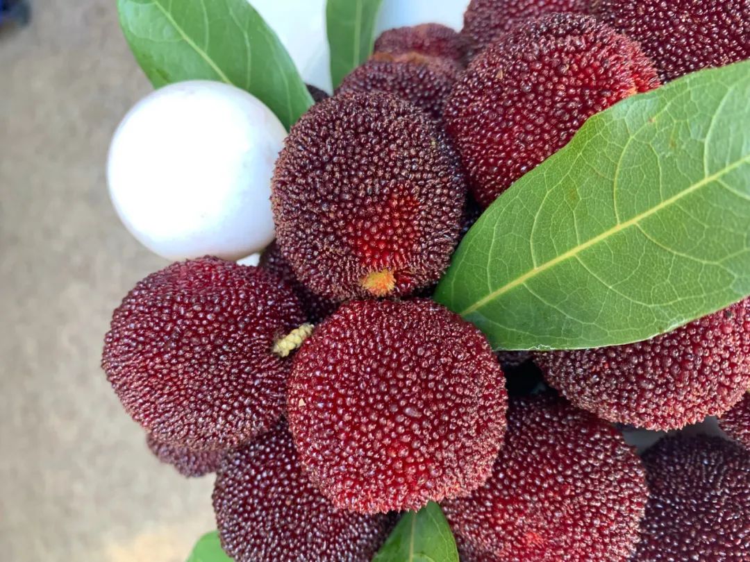 今天开摘!丽水人爱吃的水果熟了,150元一斤