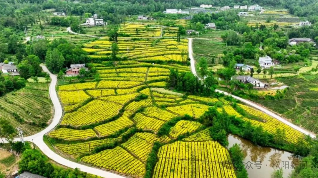 我们销售靠山就是浙南市场,热销的都是安吉白茶,黄茶,还有龙井43等等