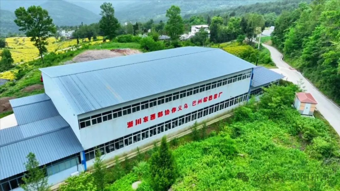 松阳"茶业地瓜"成长记丨王春生:"外乡人"变"带头人