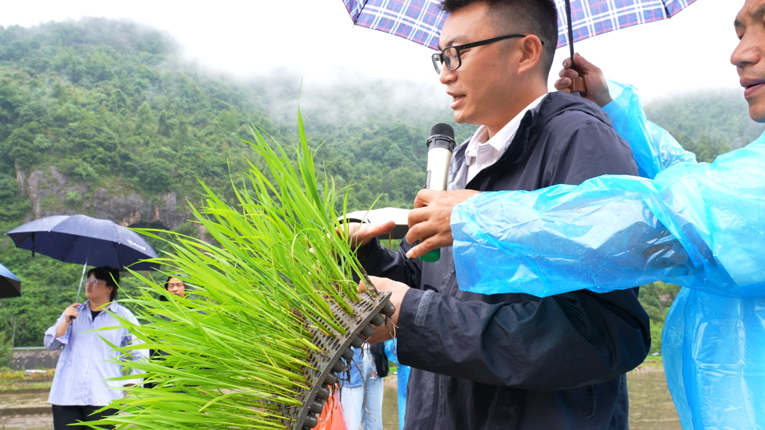 一键抛秧技术助力农户轻松种水稻