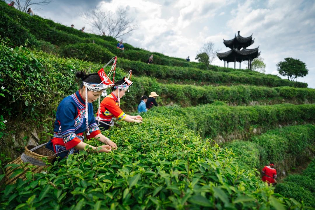 丽水茶叶冷藏库制作
怎么建（丽水茶叶冷藏库制作
怎么制作
的）