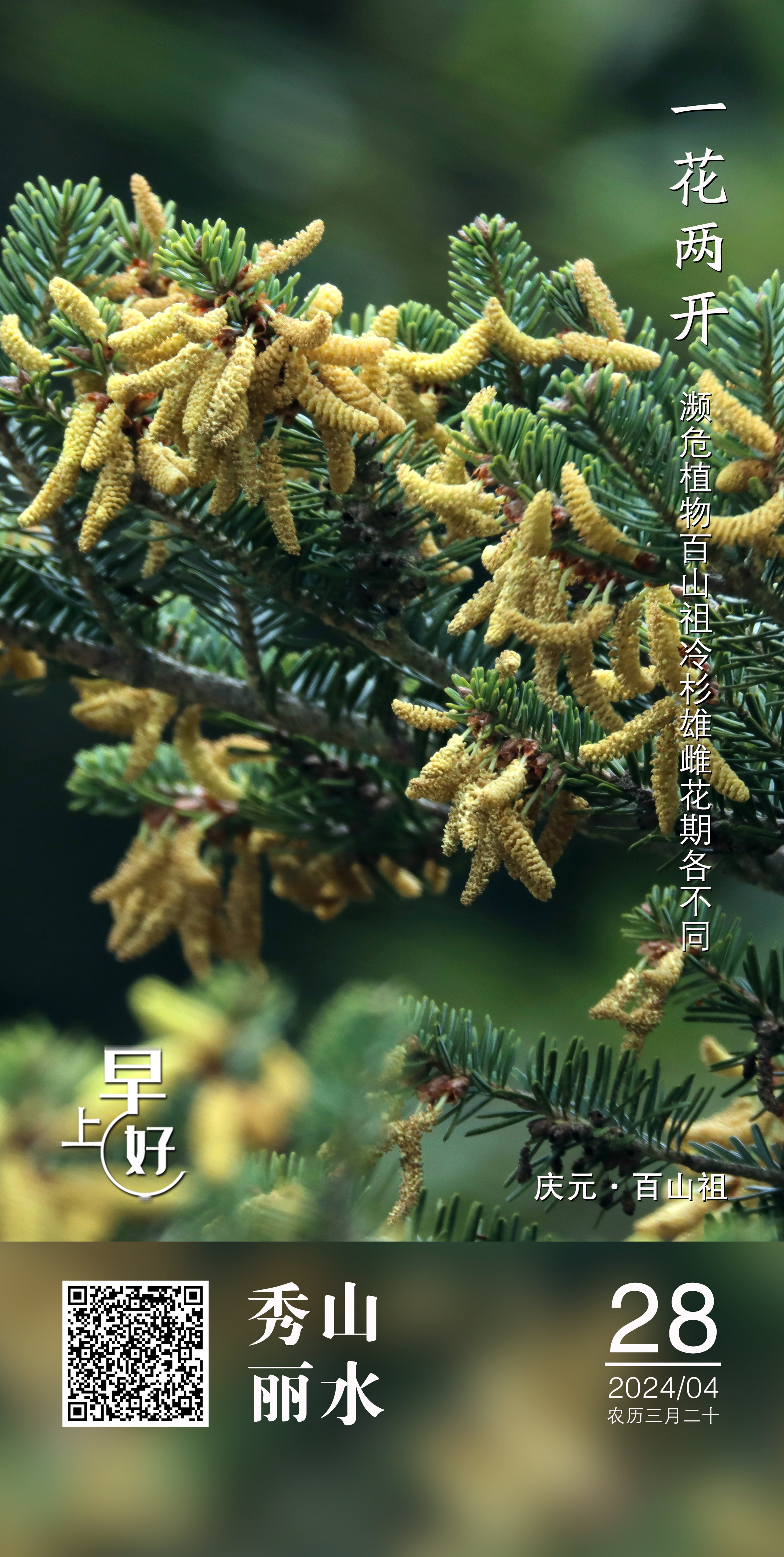 壁纸 花 桌面 2210_4388 竖版 竖屏 手机